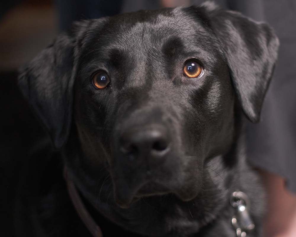 Dog-Therapy-Newark Dog Therapy in Newark